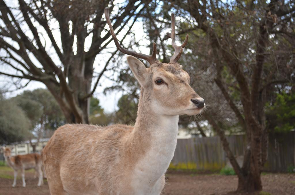 Deer Park Motor Inn Armidale Kültér fotó