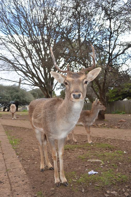 Deer Park Motor Inn Armidale Kültér fotó