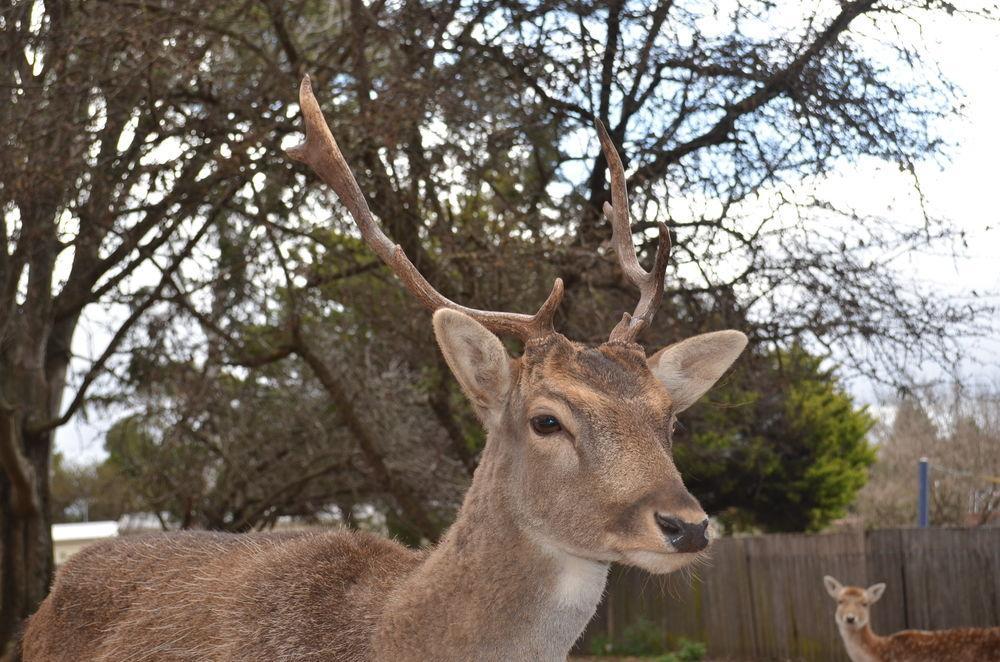 Deer Park Motor Inn Armidale Kültér fotó