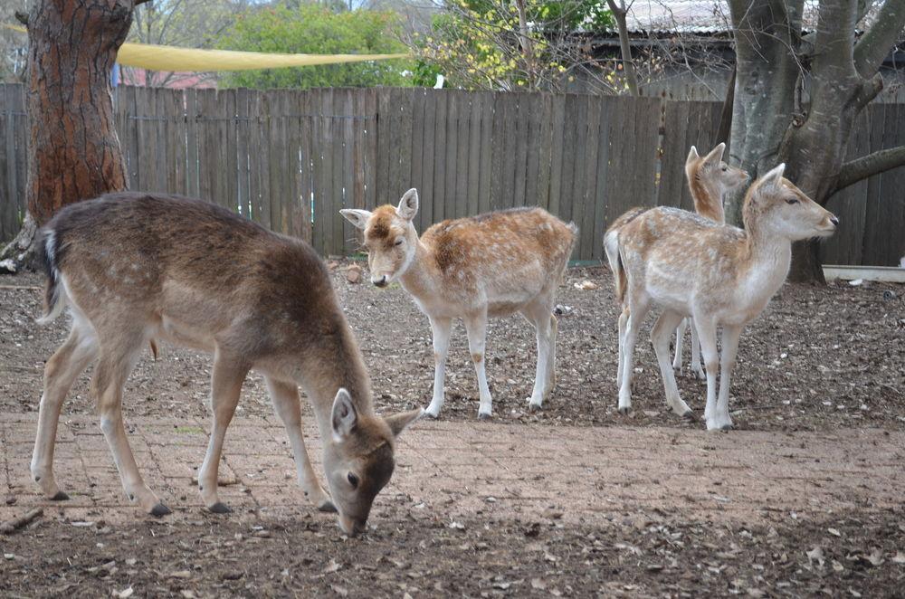 Deer Park Motor Inn Armidale Kültér fotó