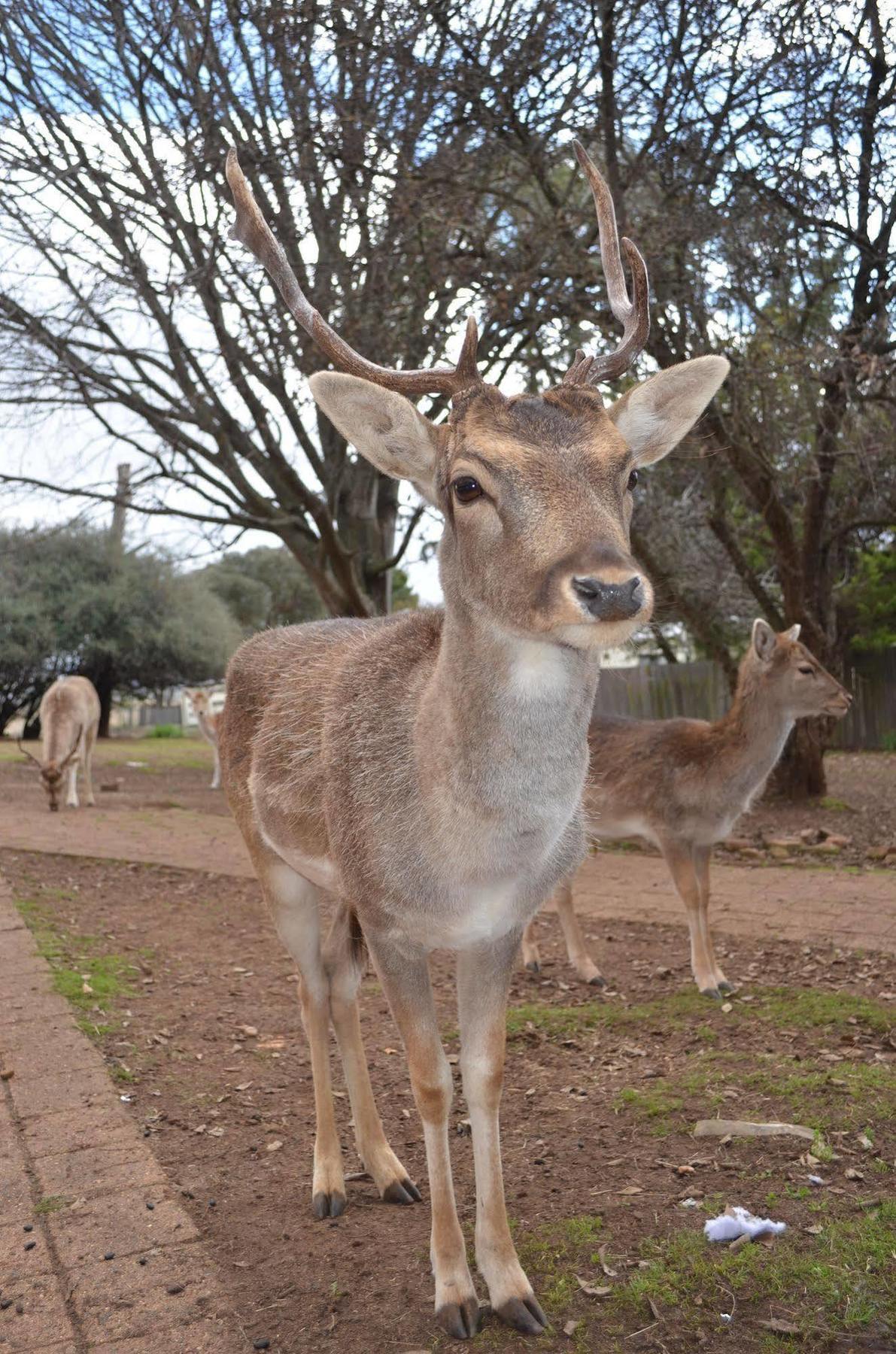 Deer Park Motor Inn Armidale Kültér fotó